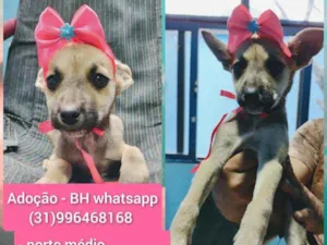 Cachorro raça Ard idade 2 a 6 meses nome Meg