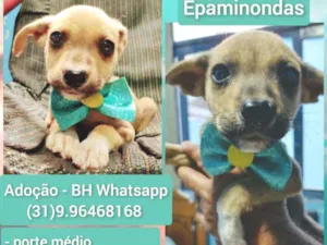 Cachorro raça Srd idade 2 a 6 meses nome Epaminondas 