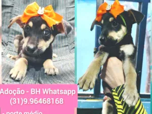 Cachorro raça Srd idade 2 a 6 meses nome Julieta 