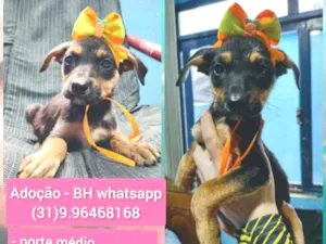 Cachorro raça Srd idade 2 a 6 meses nome Margho