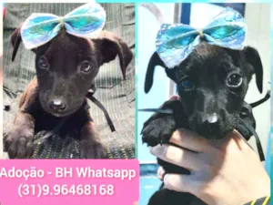 Cachorro raça Srd idade 2 a 6 meses nome Lilica