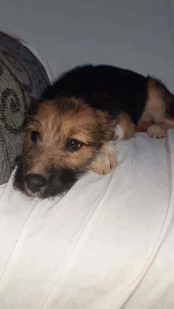 Cachorro raça SRD idade 2 a 6 meses nome LAYLA