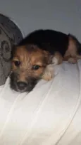 Cachorro raça SRD idade 2 a 6 meses nome LAYLA