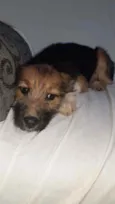 Cachorro raça SRD idade 2 a 6 meses nome LAYLA