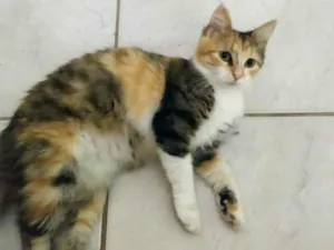 Gato raça SRD idade 1 ano nome Bolinha