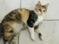 Bolinha