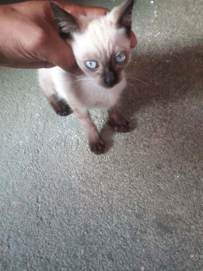 Gato raça indefinida idade 2 a 6 meses nome nina