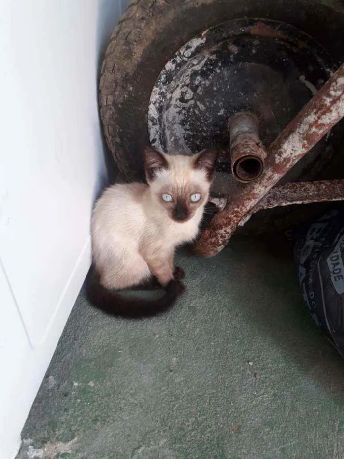 Gato raça indefinida idade 2 a 6 meses nome nina