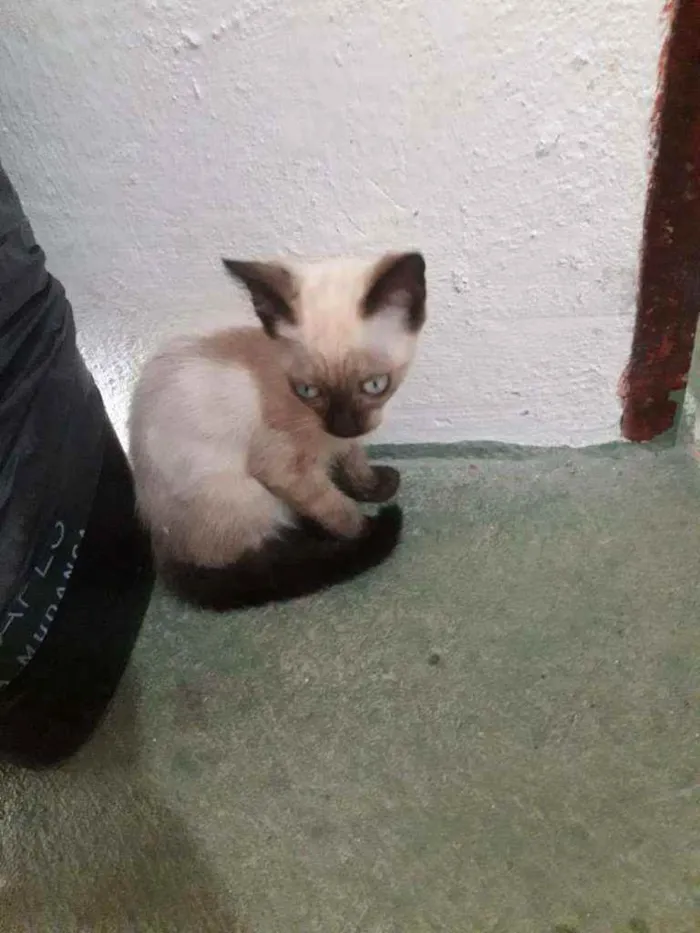 Gato raça indefinida idade 2 a 6 meses nome nina