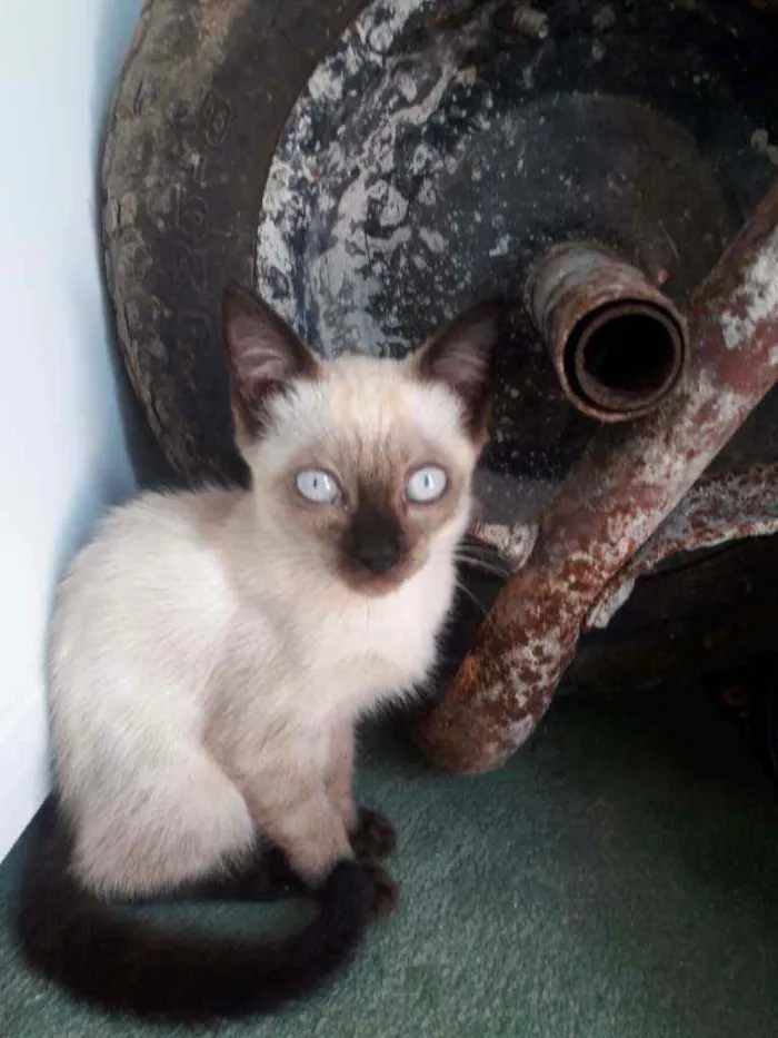 Gato raça indefinida idade 2 a 6 meses nome nina