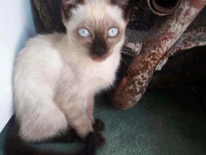 Gato raça indefinida idade 2 a 6 meses nome nina