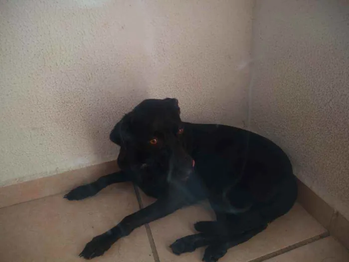 Cachorro ra a Labrador idade  nome Maya 