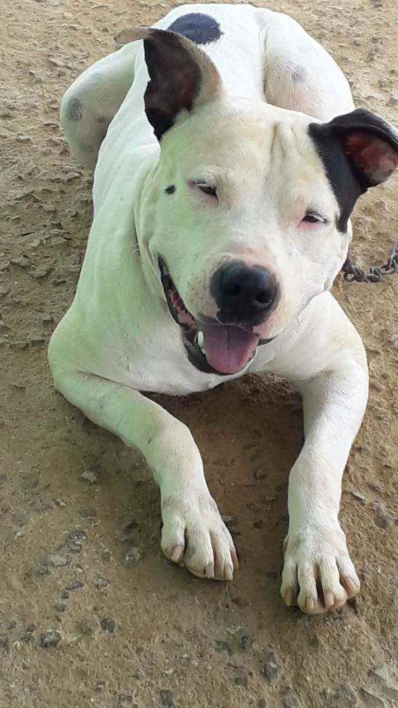 Cachorro raça Pitbull  idade  nome Racan