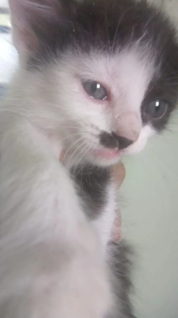 Gato ra a Vira lata idade Abaixo de 2 meses nome Tom e fred