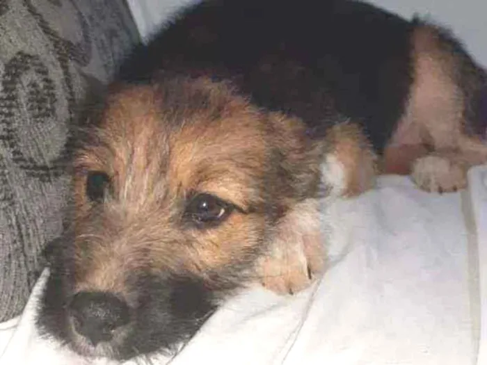 Cachorro raça SRD idade 2 a 6 meses nome LAYLA