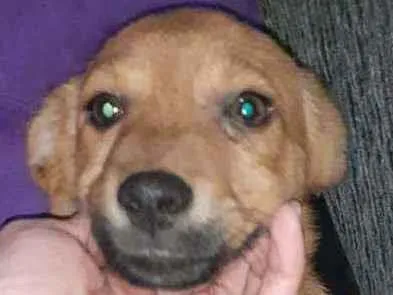 Cachorro raça SRD idade 2 a 6 meses nome PAÇOCA 