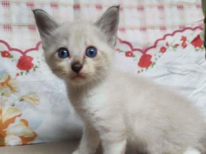 Gato ra a Sem raça definida idade  nome Sem nome