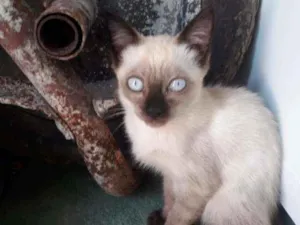 Gato raça indefinida idade 2 a 6 meses nome nina