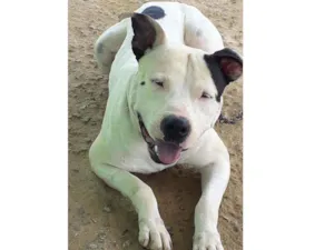 Cachorro raça Pitbull  idade  nome Racan