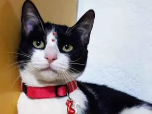 Gato raça SRD  idade 2 a 6 meses nome Mia 