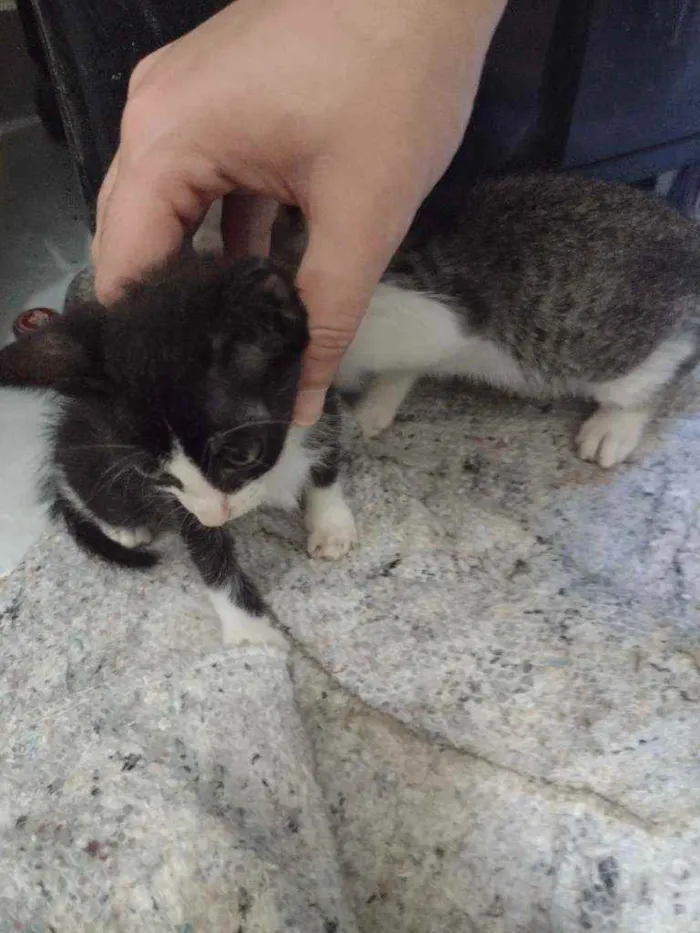 Gato ra a  idade 2 a 6 meses nome Sem nome