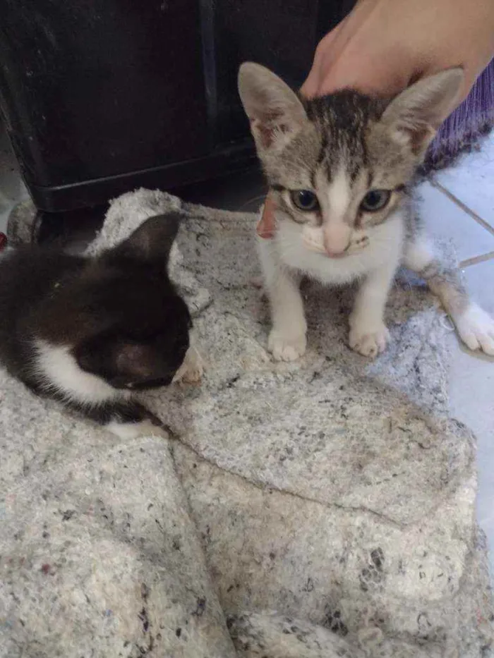 Gato ra a  idade 2 a 6 meses nome Sem nome