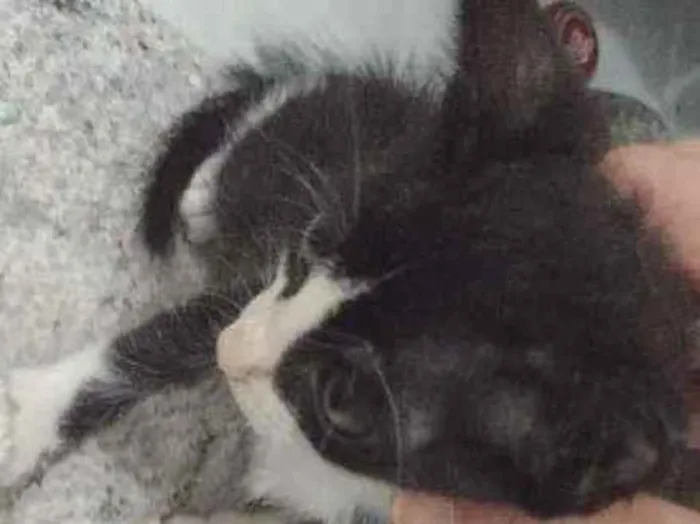 Gato ra a  idade 2 a 6 meses nome Sem nome