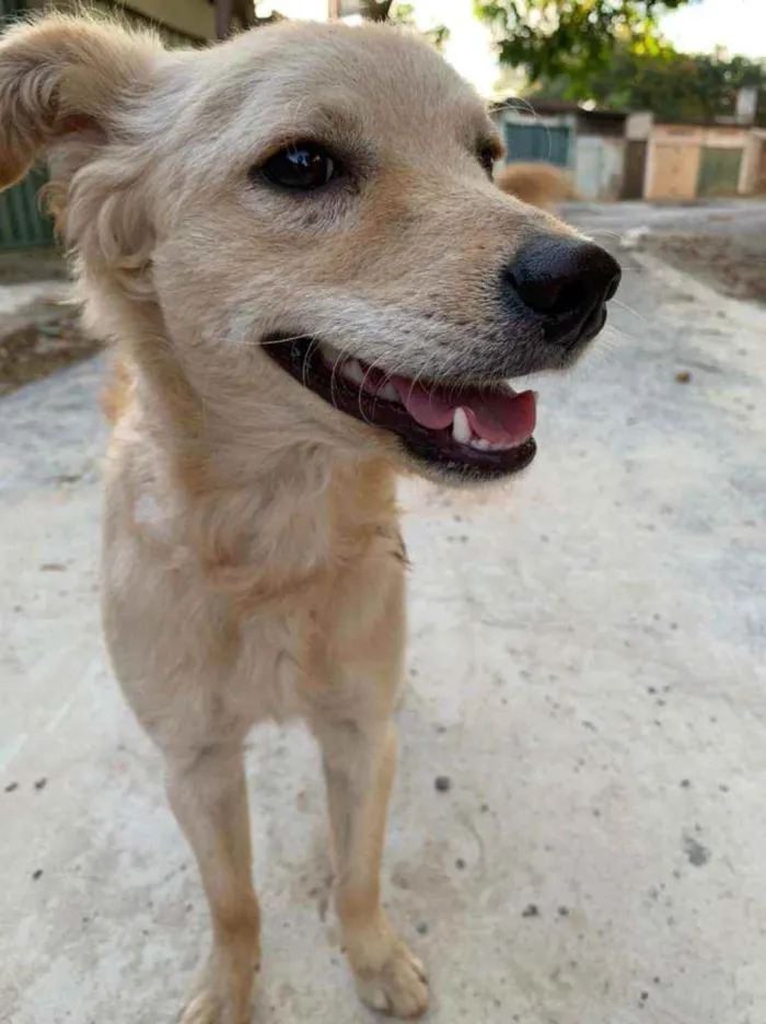 Cachorro raça Sem raça  idade 2 anos nome Vira  lata
