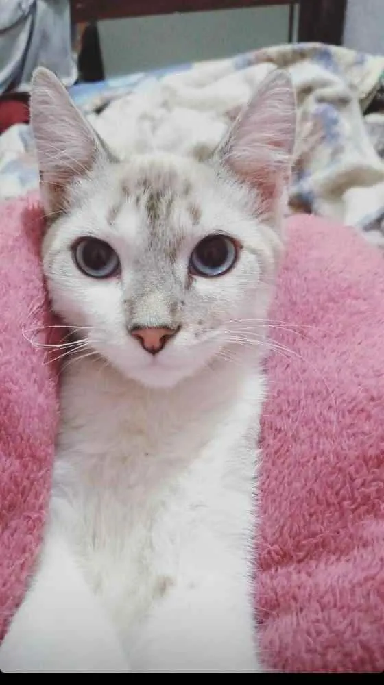 Gato raça Vira  lata idade 2 a 6 meses nome Lindinha 