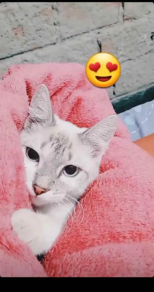 Gato raça Vira  lata idade 2 a 6 meses nome Lindinha 
