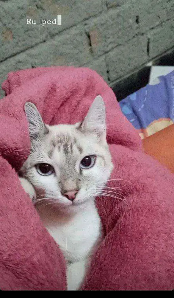 Gato raça Vira  lata idade 2 a 6 meses nome Lindinha 