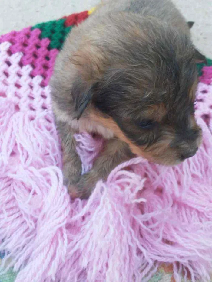 Cachorro raça Vira  lata   idade Abaixo de 2 meses nome Curts