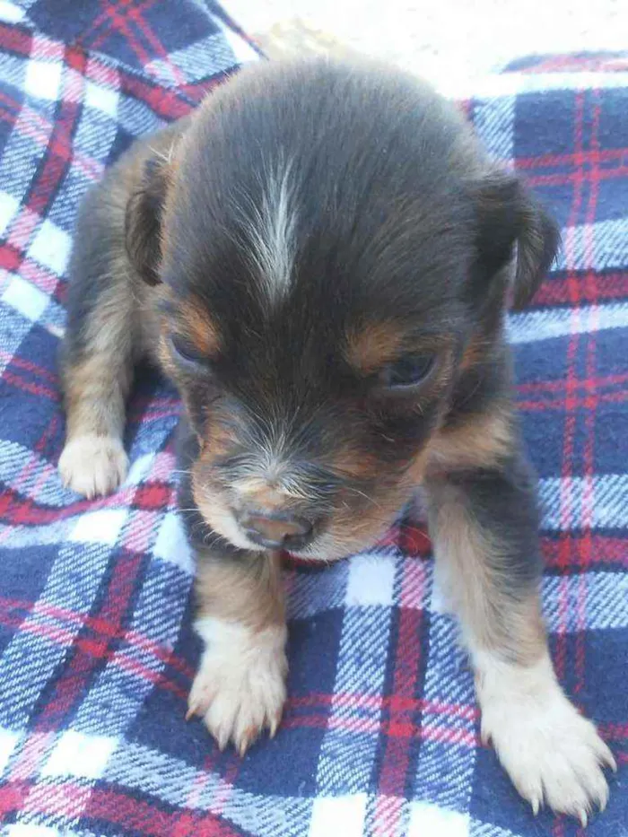 Cachorro raça Vira  lata idade Abaixo de 2 meses nome Rock