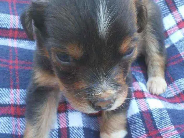 Cachorro raça Vira  lata idade Abaixo de 2 meses nome Rock