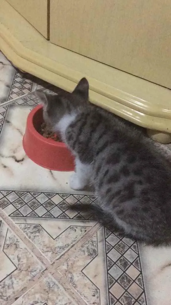 Gato ra a  idade 2 a 6 meses nome Pintadinho 