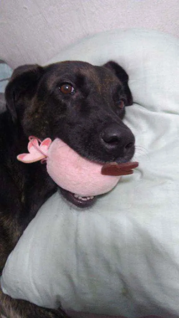 Cachorro raça Vira lata idade 4 anos nome Hera