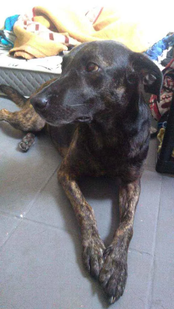 Cachorro raça Vira lata idade 4 anos nome Hera