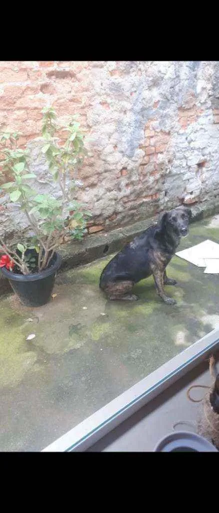 Cachorro raça Vira lata idade 4 anos nome Hera