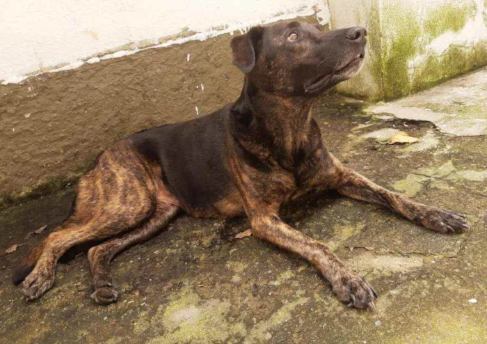 Cachorro raça Vira lata idade 4 anos nome Hera