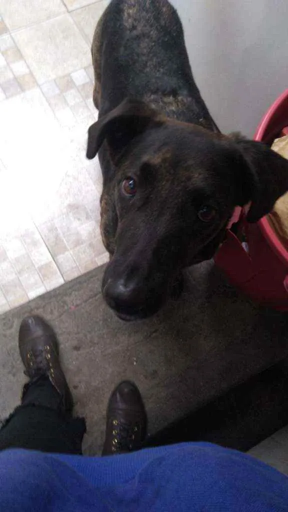 Cachorro raça Vira lata idade 4 anos nome Hera