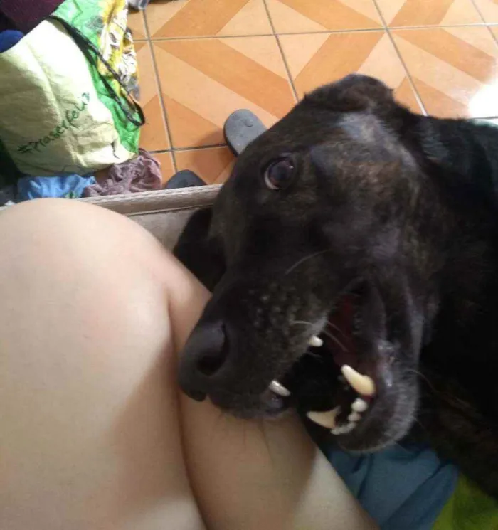 Cachorro raça Vira lata idade 4 anos nome Hera