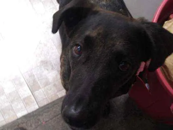 Cachorro raça Vira lata idade 4 anos nome Hera