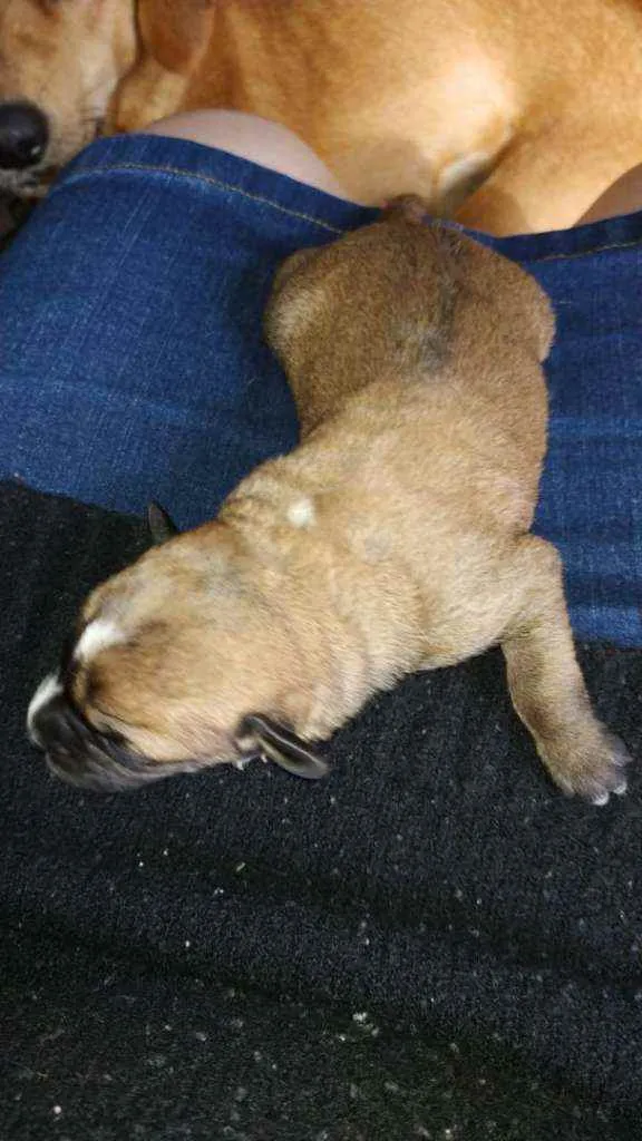 Cachorro ra a Vira lata idade Abaixo de 2 meses nome Sem nome