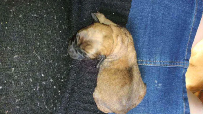 Cachorro ra a Vira lata idade Abaixo de 2 meses nome Sem nome