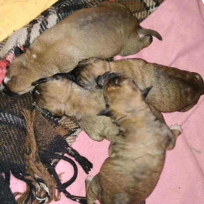 Cachorro ra a Vira lata idade Abaixo de 2 meses nome Sem nome