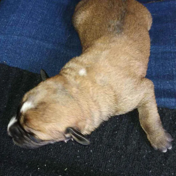 Cachorro ra a Vira lata idade Abaixo de 2 meses nome Sem nome