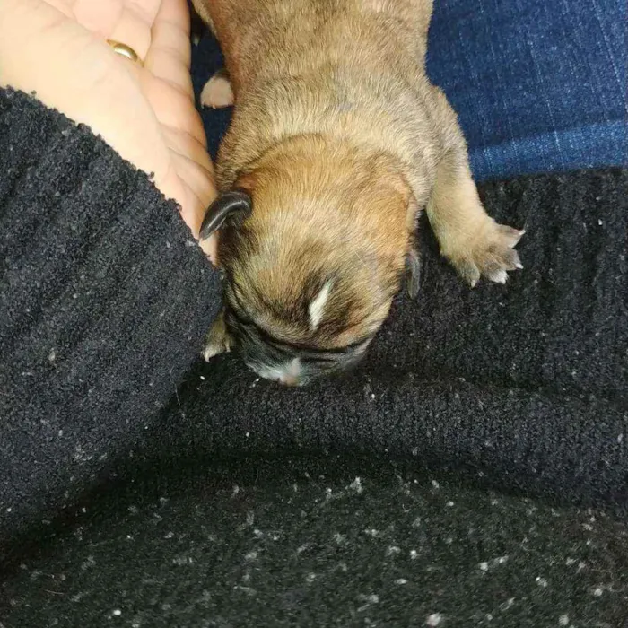 Cachorro ra a Vira lata idade Abaixo de 2 meses nome Sem nome