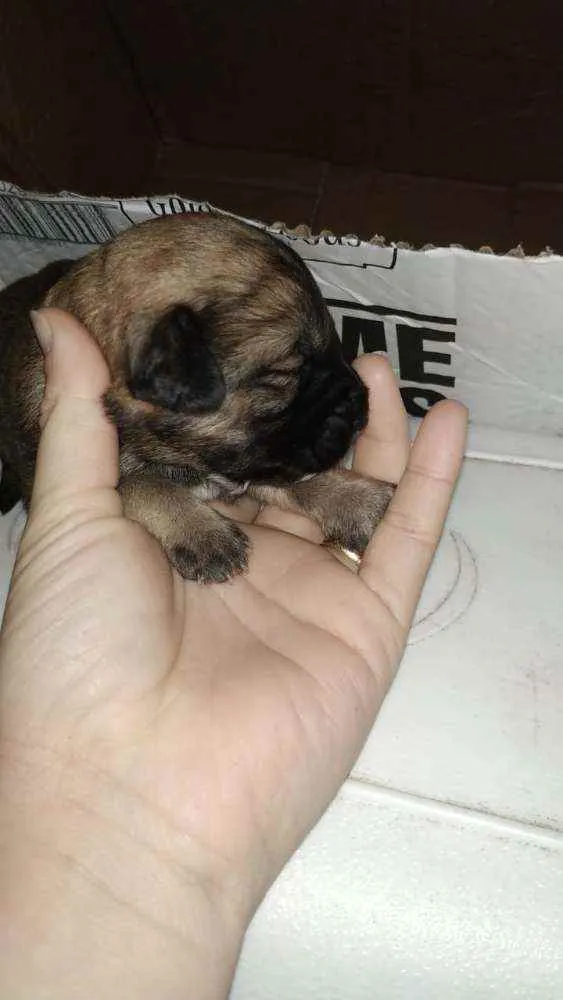 Cachorro ra a Vira lata idade Abaixo de 2 meses nome Sem nome