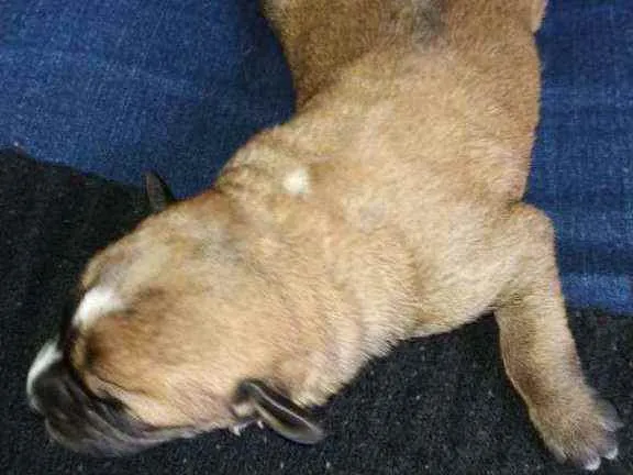 Cachorro ra a Vira lata idade Abaixo de 2 meses nome Sem nome