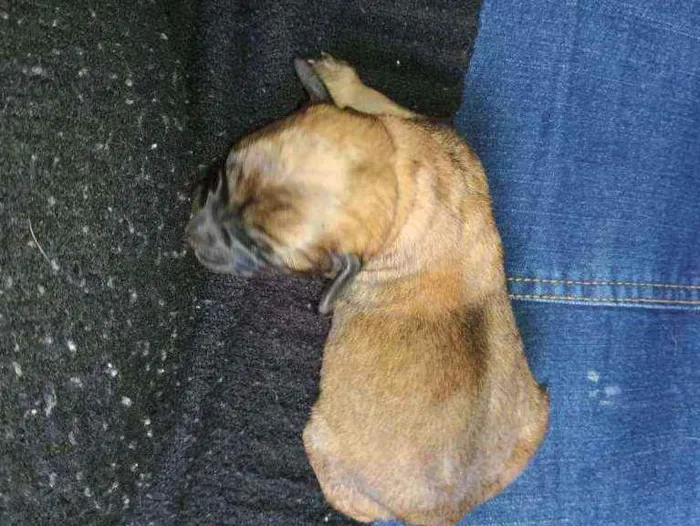 Cachorro ra a Vira lata idade Abaixo de 2 meses nome Sem nome
